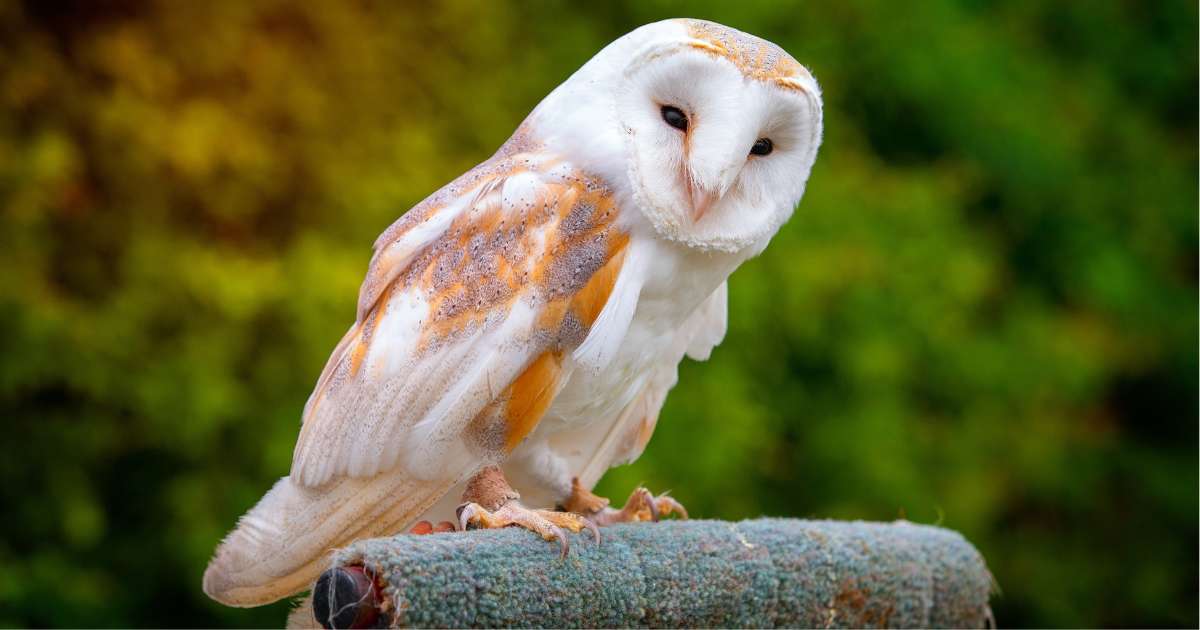 Do owls have any significance in the Christian tradition outside of the Bible