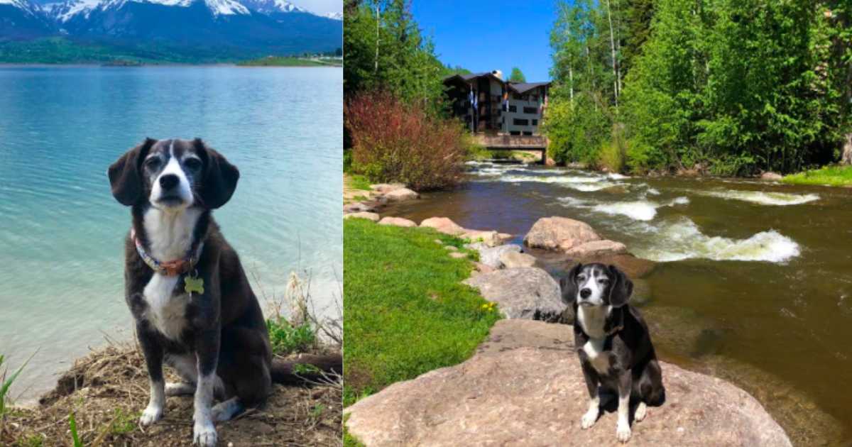 Dog-Friendly Vail