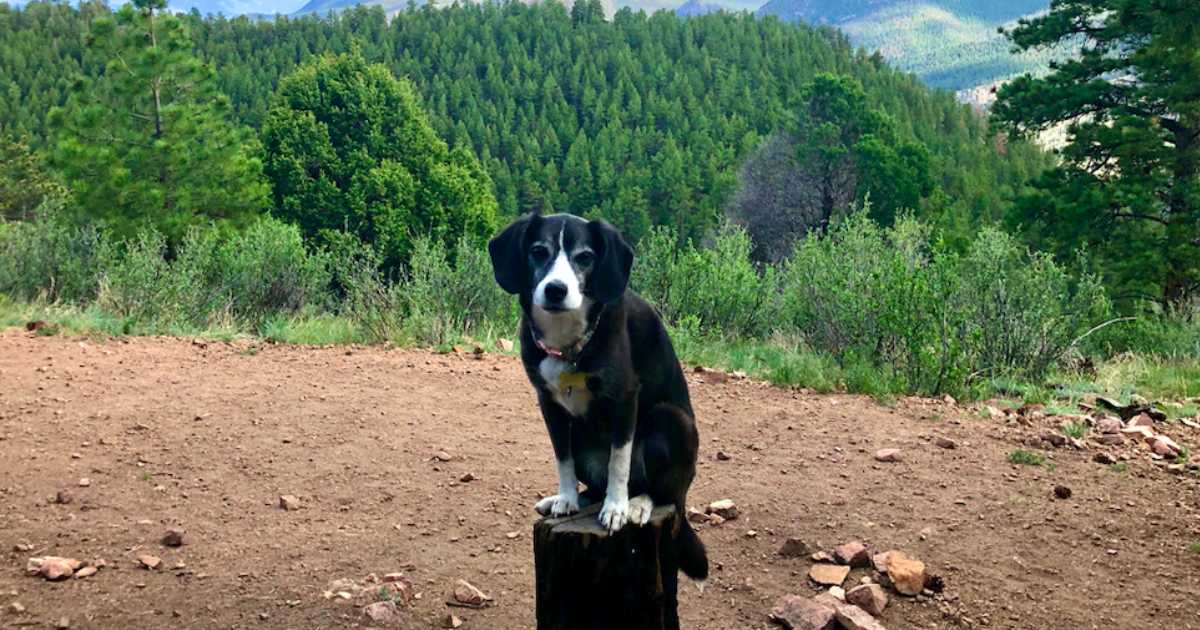 Reynolds Park: Panoramic Views and Shady Trails