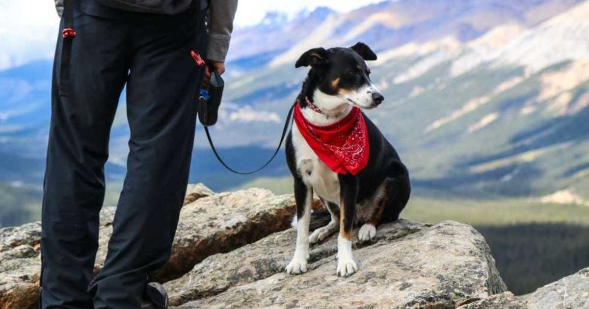 Safety First: Tips for Hiking with Dogs in Colorado's Varied Climate