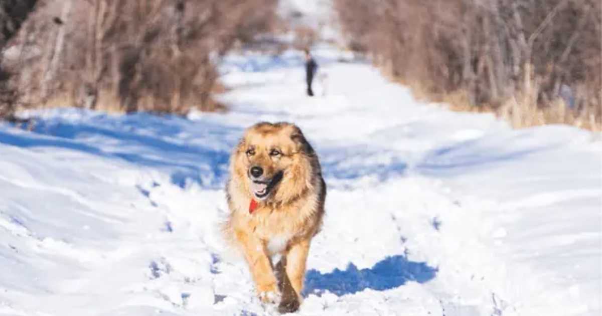 St. Mary's Glacier: A Snowy Paradise for Pups