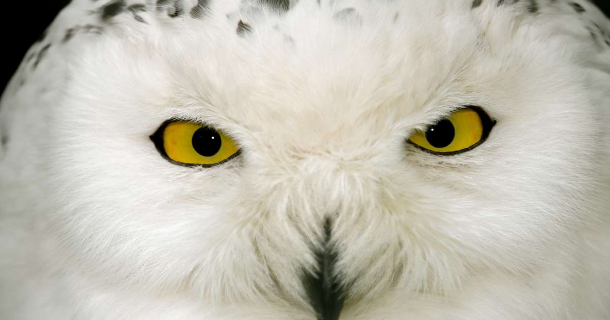 What Does A White Owl Mean