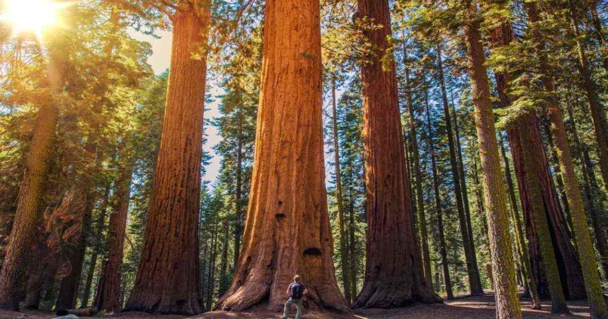 Redwood National Park